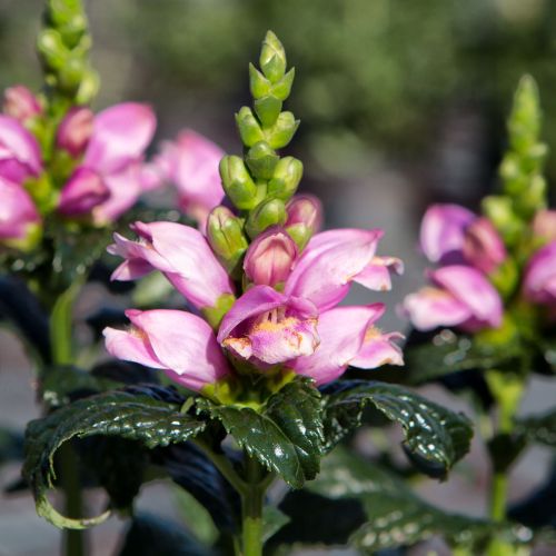 CHELONE